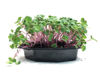 Picture of Rädisa China Rose