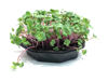 Picture of Rädisa China Rose