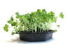 Picture of Rädisa Daikon, vit