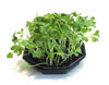 Picture of Rädisa Daikon, vit