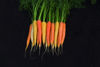 Picture of Morot Rainbow F1