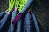 Picture of Morot Deep Purple F1