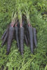 Picture of Morot Deep Purple F1