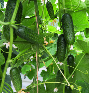 Picture of Frilandsgurka Atik F1