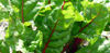 Picture of Mangold Rhubarb Chard ekologiskt odlat frö