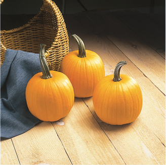 Picture of Pumpa Touch of Autumn F1