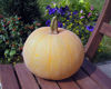 Picture of Pumpa Winter Luxury