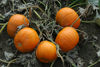 Picture of Halloweenpumpa Magician F1