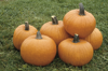 Picture of Pumpa Tom Fox
