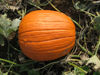 Picture of Halloweenpumpa Champion