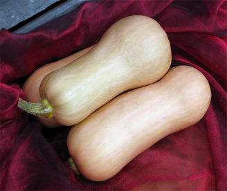 Picture of Matpumpa Hunter F1