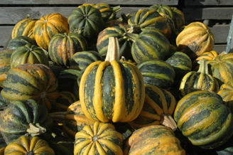 Picture of Pumpa Kamo Kamo