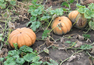 Picture of Pumpa Musquee de Provence