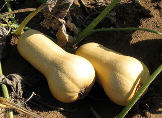 Picture of Pumpa Pilgrim F1