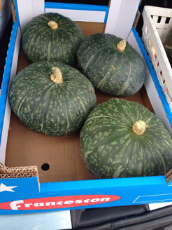 Picture of Matpumpa Shogun Sweet F1
