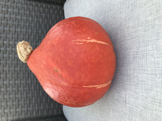 Picture of Pumpa Uchiki Kuri, ekologiskt odlat frö