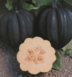 Picture of Pumpa Autumn Delight