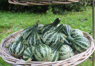 Picture of Prydnadspumpa Dancing Gourd