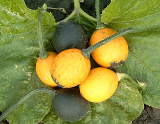 Picture of Prydnadspumpa Goblin Eggs