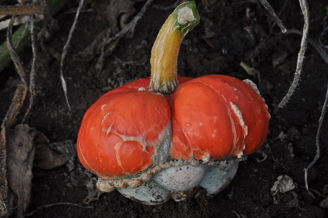 Picture of Pumpa Mini Red Turban