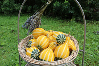 Picture of Pumpa Pear Bicolor