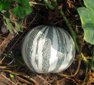 Picture of Pumpa Pepita