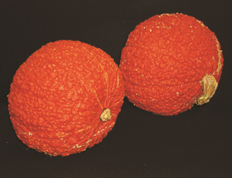 Picture of Pumpa Red Warty Thing