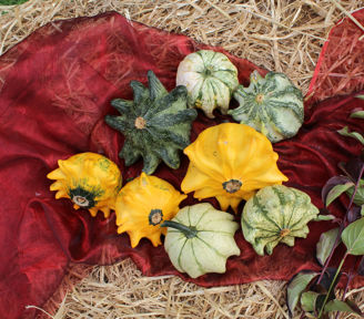 Picture of Prydnadspumpa Shenot Crown of Thorns