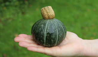 Picture of Pumpa Shokichi Green F1