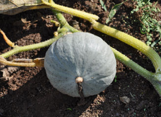 Picture of Pumpa Shokichi Grey F1