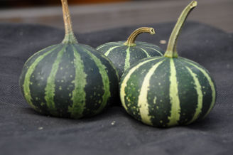Picture of Pumpa Small Flat Striped