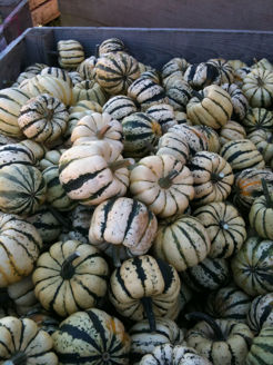 Picture of Pumpa Sweet Dumpling