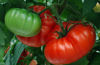 Picture of Tomat Marbonne F1 GSPP