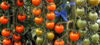 Picture of Tomat Sungold F1