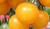 Picture of Tomat Tumbling Tom yellow