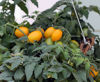 Picture of Tomat Yellow Peardrops F1