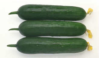 Picture of Minigurka Deltastar RZ F1