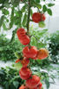 Picture of Tomat Marmande VR