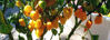 Picture of Habanero - gul