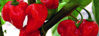 Picture of Habanero - röd