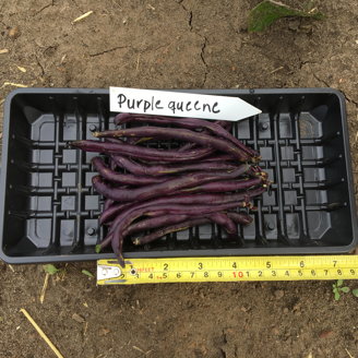 Picture of Buskbrytböna Purple Queen
