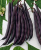 Picture of Buskbrytböna Purple Queen
