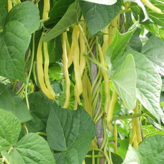 Picture of Störbrytböna Neckargold