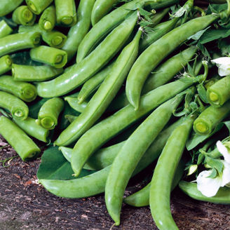 Picture of Brytsockerärt Delikett