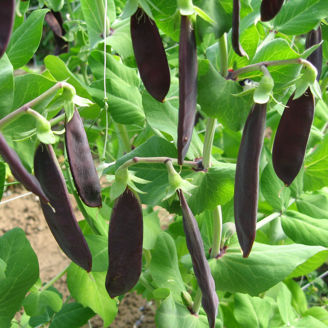 Picture of Sockerärt Shiraz