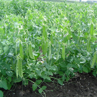 Picture of Sockerärt Sweet Horizon