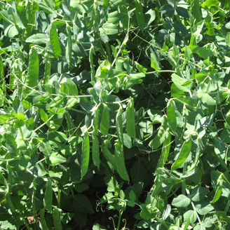 Picture of Sockerärt Sweet Sahara