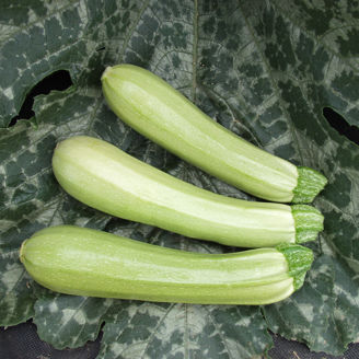 Picture of Squash Cavili F1