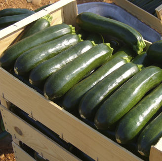 Picture of Squash Naxos F1
