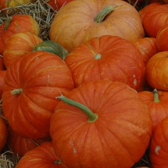 Picture of Pumpa Rouge Vif D´Etampes